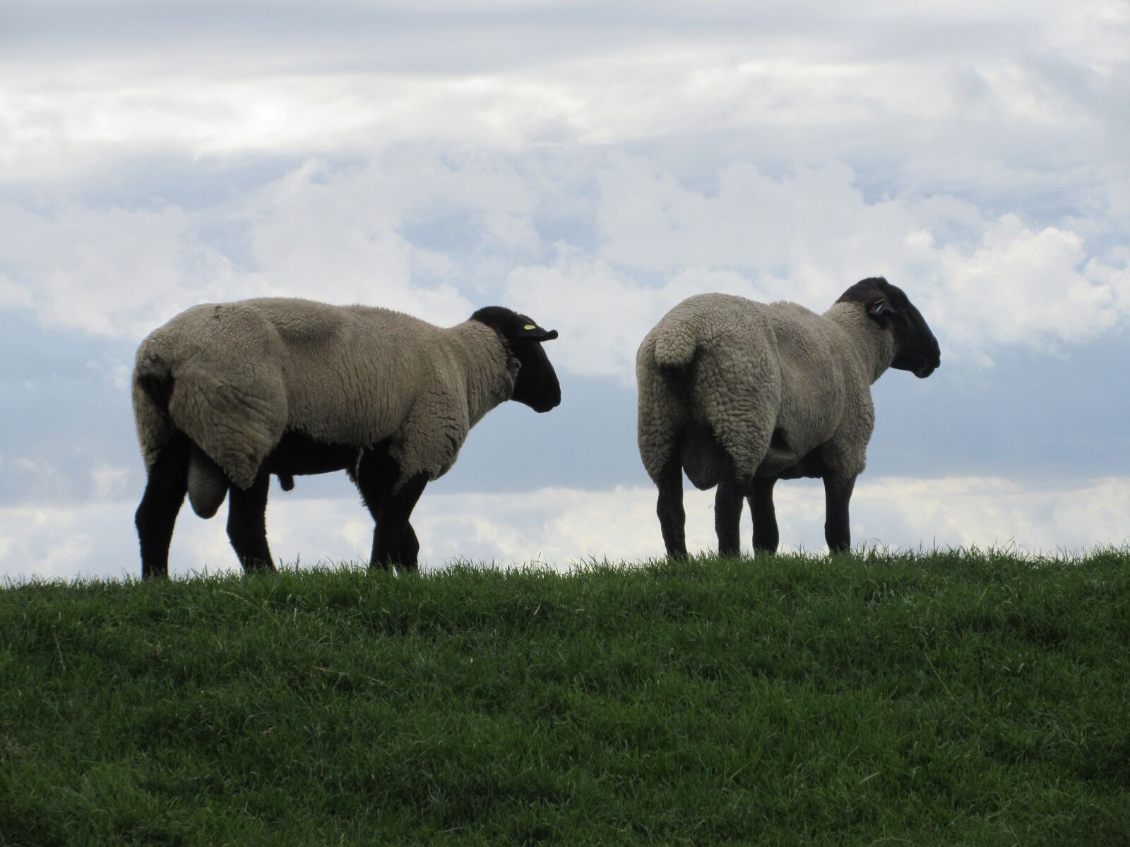 Canon PowerShot ELPH 350 HS (IXUS 275 HS / IXY 640) sample photo. Sheep, meadow, grass photography