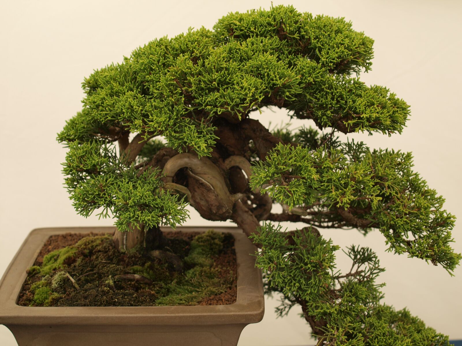 Olympus E-520 (EVOLT E-520) sample photo. Bonsai, tree, minature photography