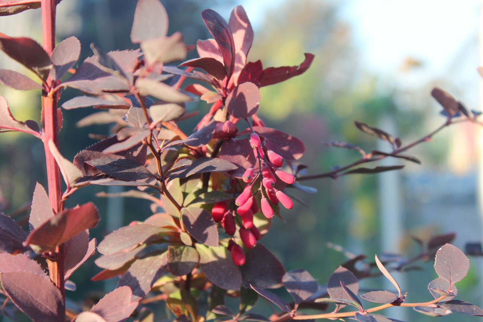 Canon EOS 600D (Rebel EOS T3i / EOS Kiss X5) sample photo. Barberry, berry, garden photography