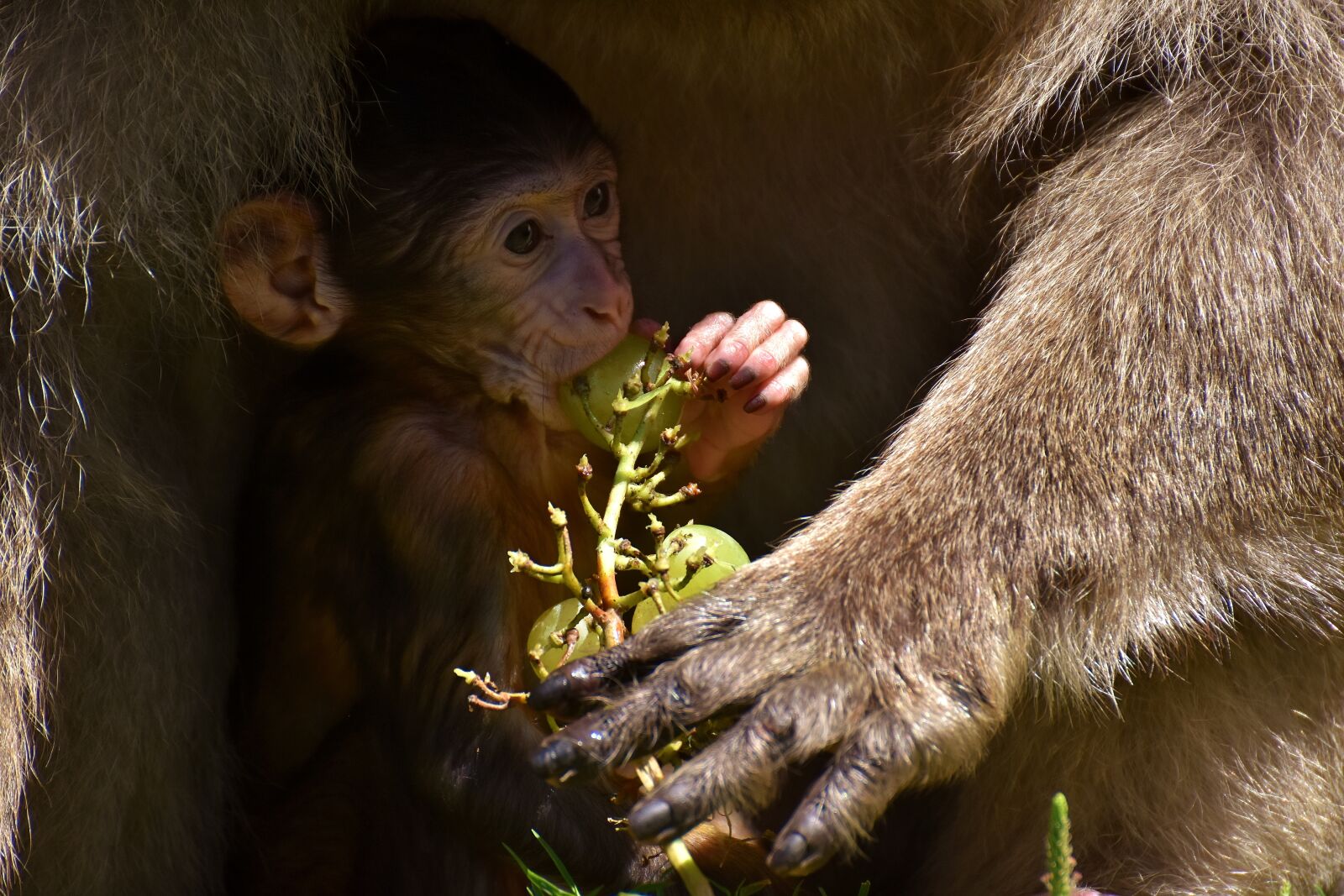 Nikon D7200 sample photo. Ape, baby monkey, barbary photography