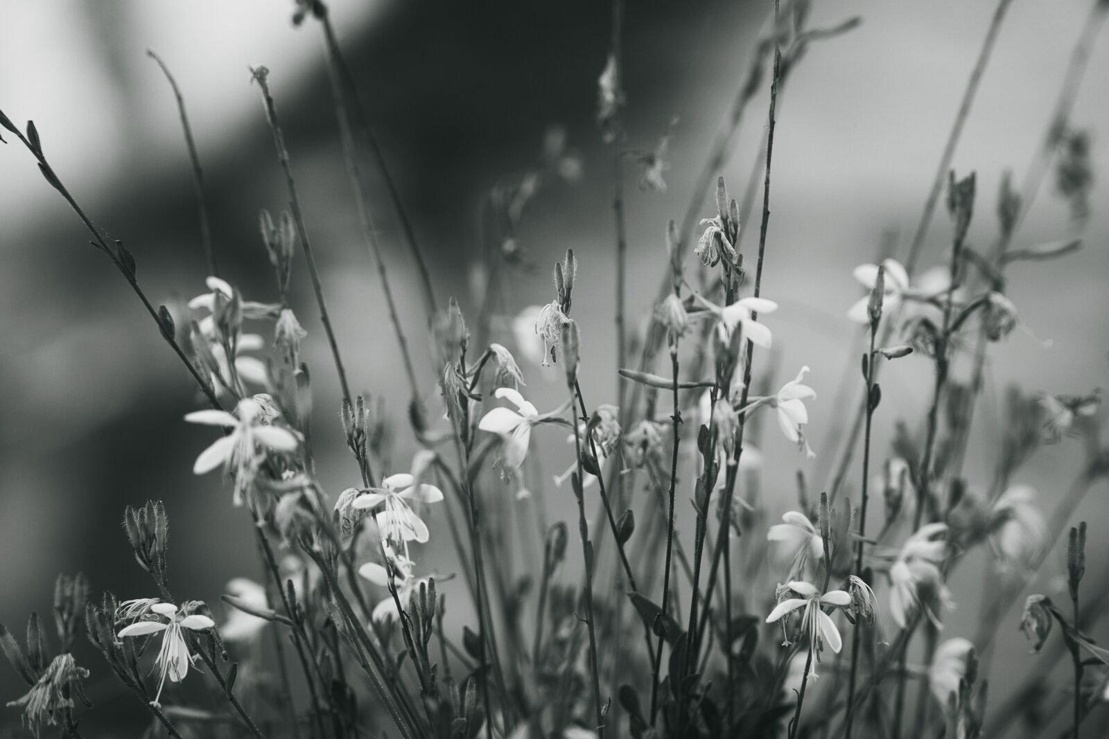 Sony a6000 + Sony E PZ 18-105mm F4 G OSS sample photo. Close up, grasses, nature photography