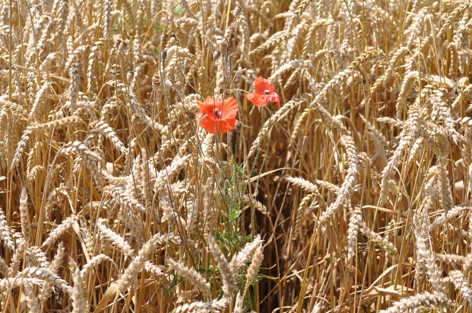 Nikon D90 sample photo. Wheat, field, cereals photography