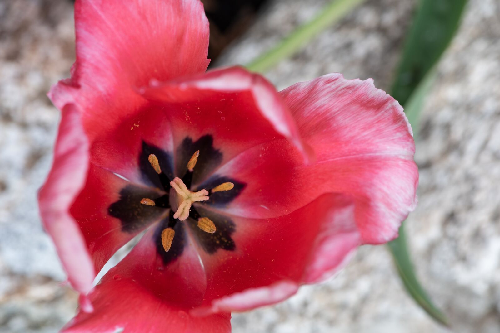 Nikon D750 sample photo. Tulip, blossom, bloom photography