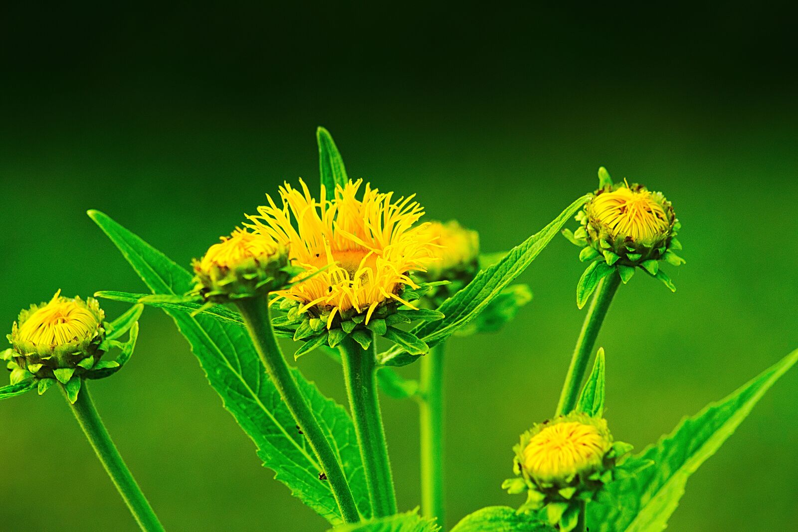 Nikon D3300 sample photo. Flower, yellow, flowers photography