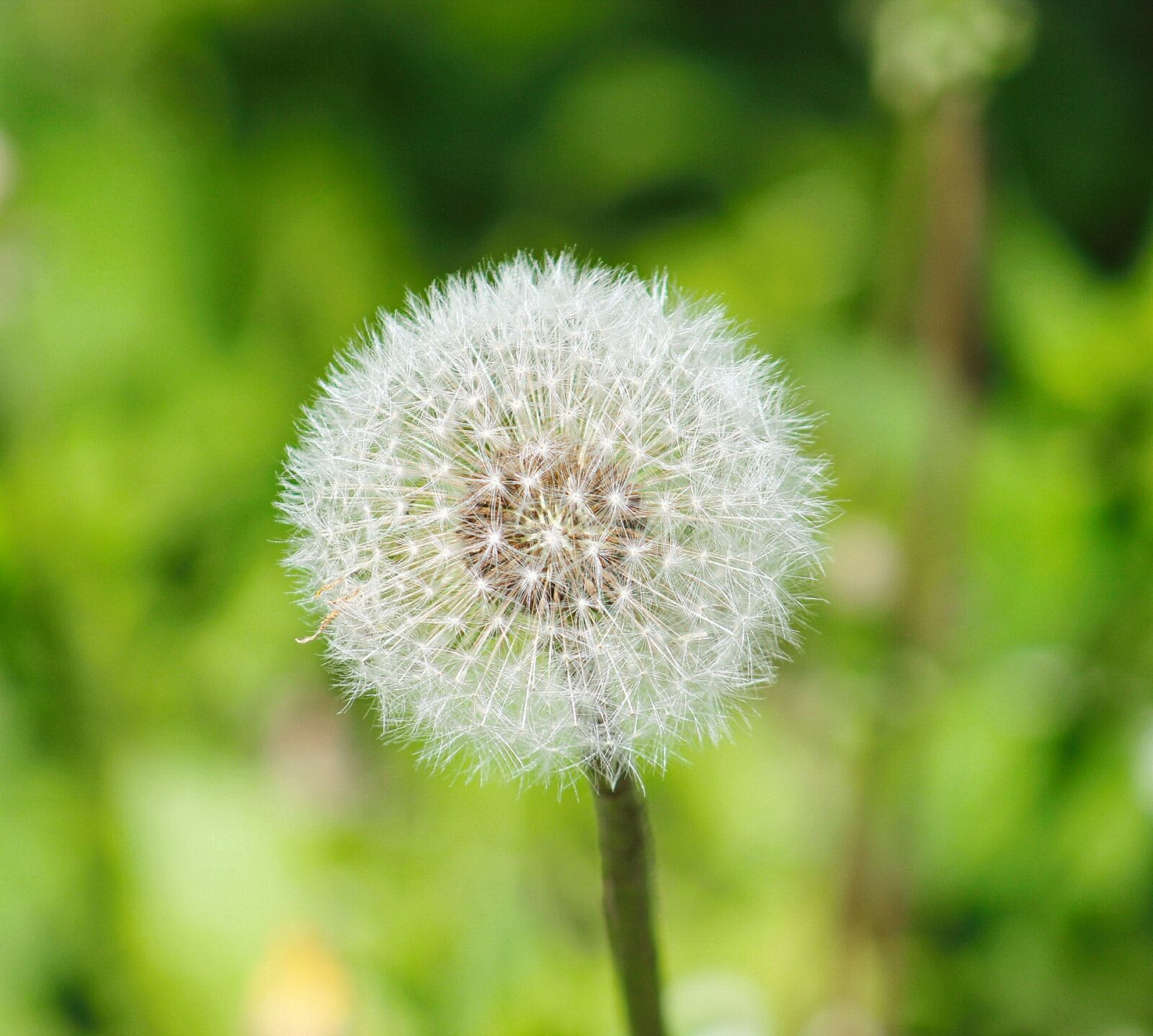 Canon EOS 550D (EOS Rebel T2i / EOS Kiss X4) sample photo. Dandelion, summer, greens photography