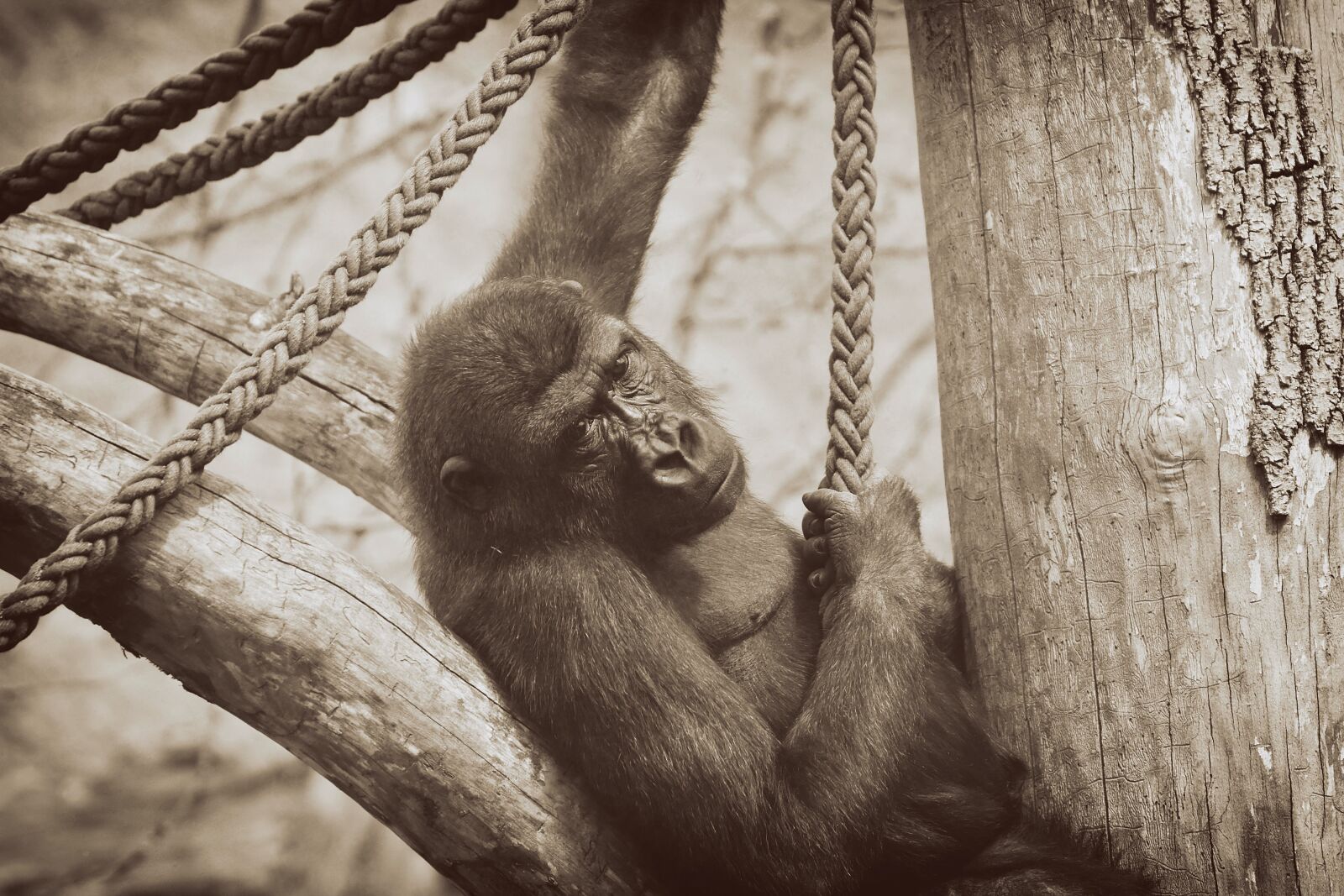 Nikon D7200 sample photo. Gorilla, monkey, animal photography