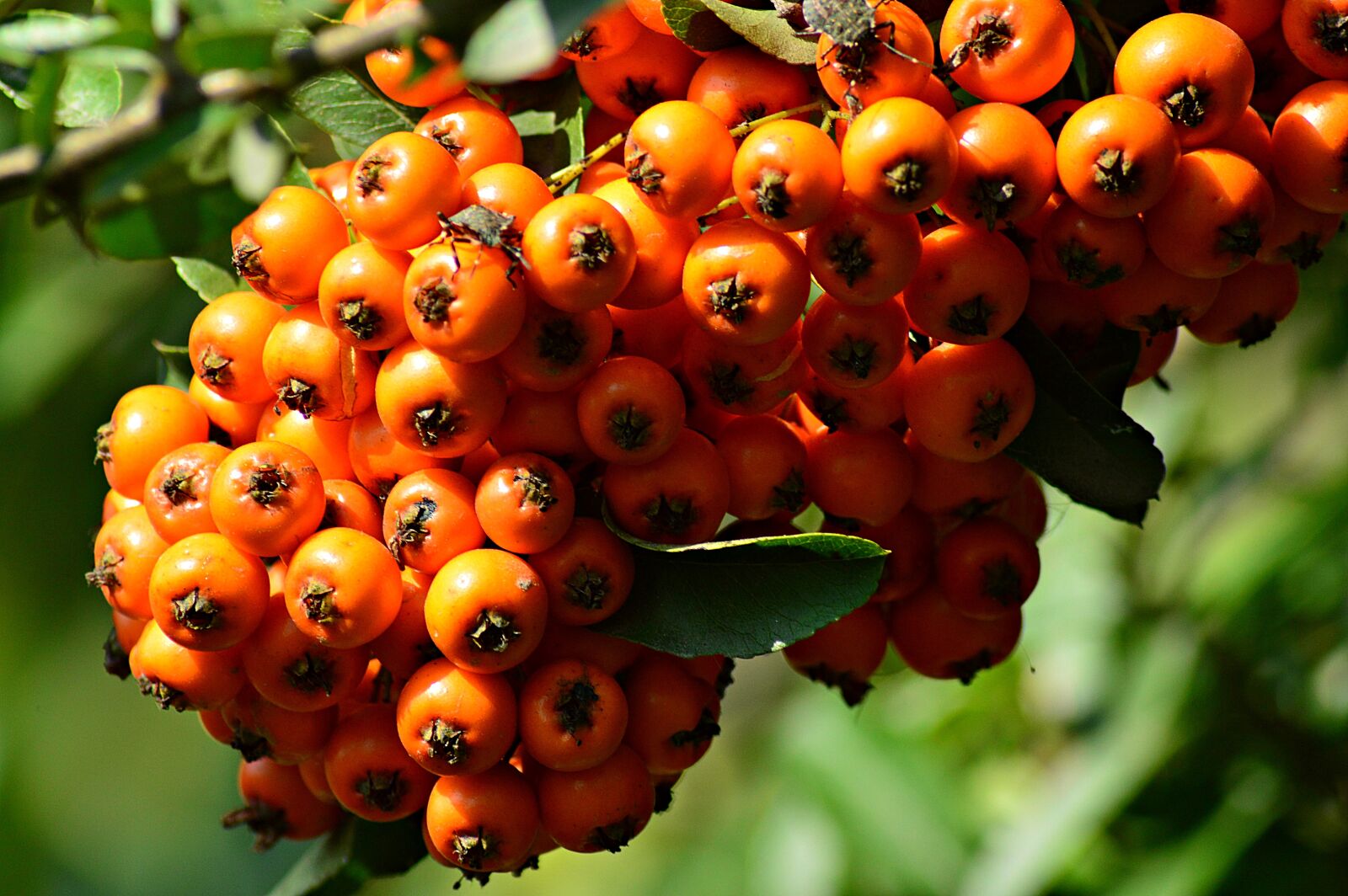 Nikon D3200 sample photo. Bush, nature, berries photography