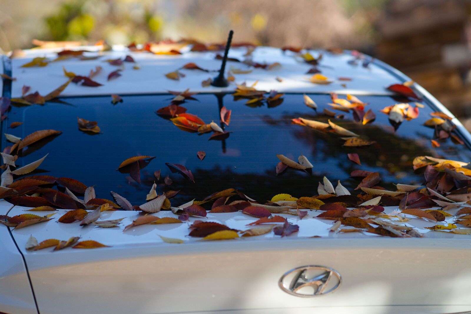 Sony a99 II sample photo. Car, autumn, leaves photography