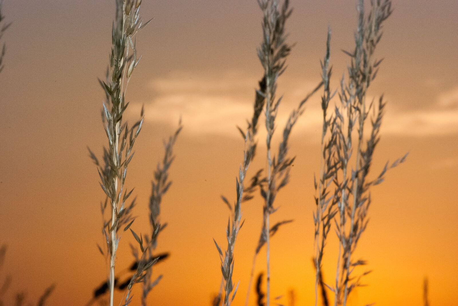 Nikon D80 sample photo. Sunset, blades of grass photography