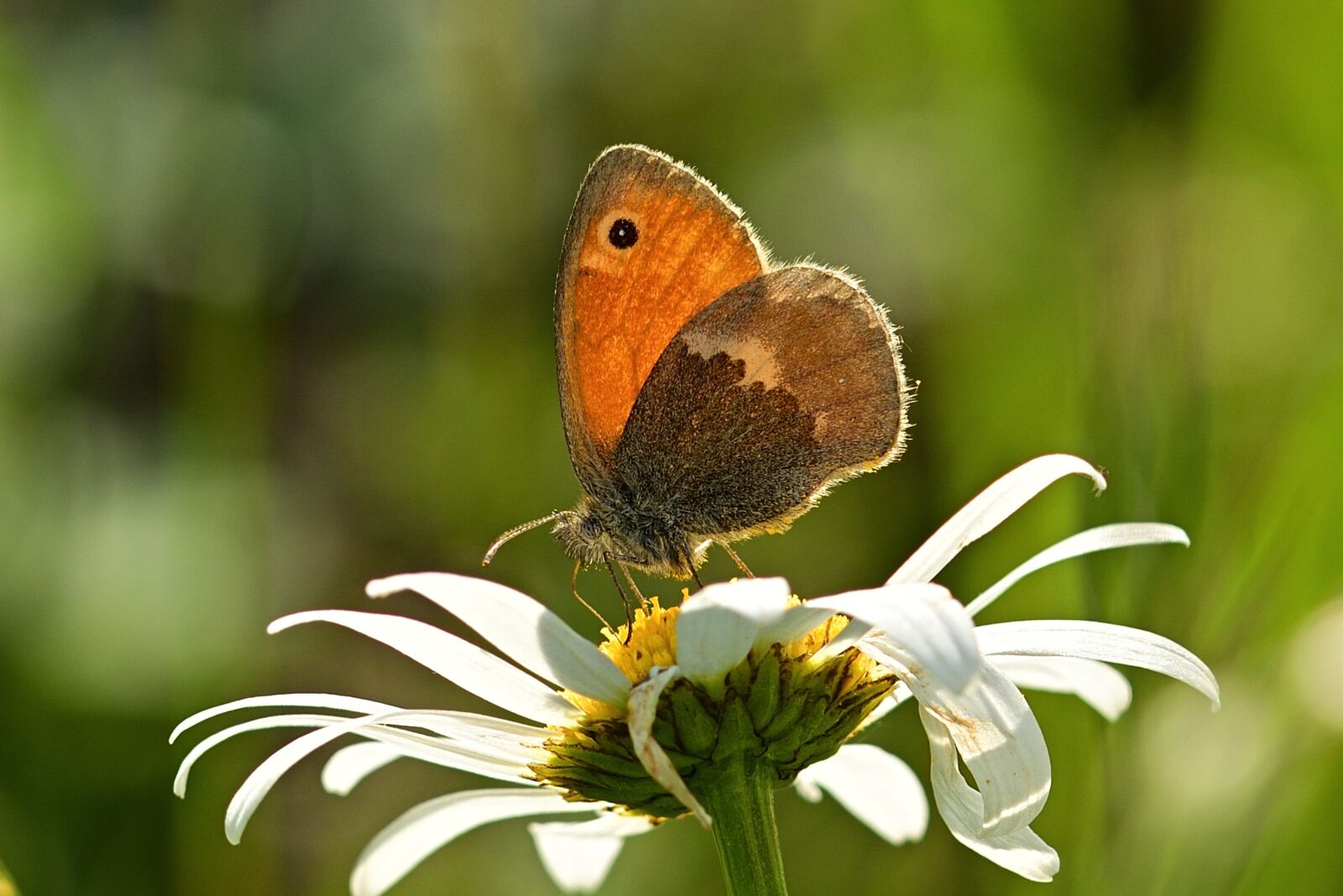 Nikon D5200 sample photo. Butterfly, little meadow birds photography