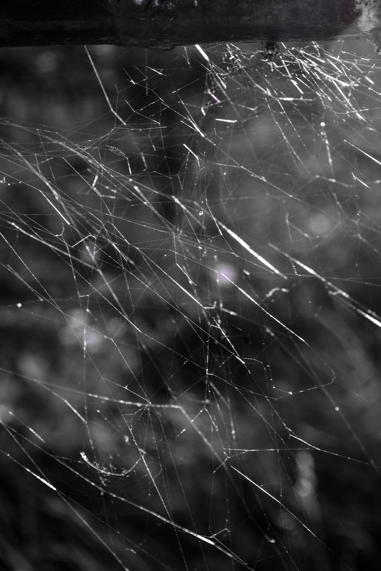 Nikon D5200 sample photo. Web, abstract, nature photography