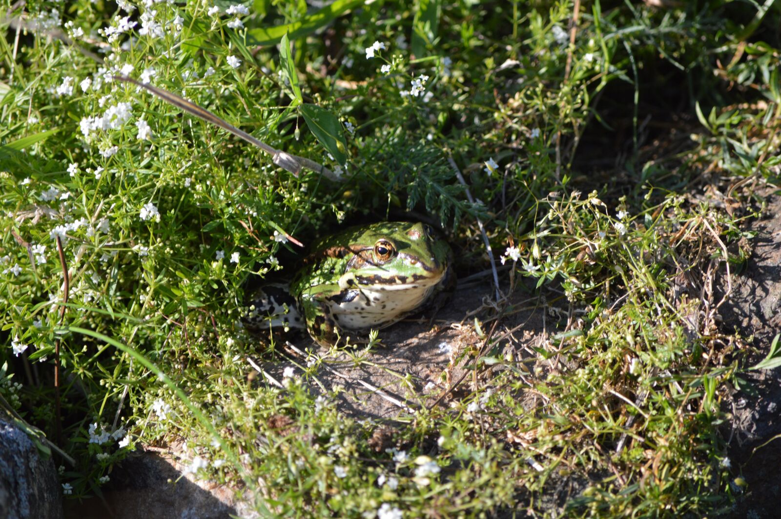 Nikon D3200 sample photo. Frog, grass, green photography