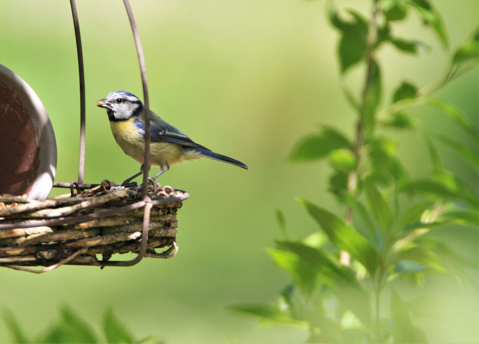 Canon EOS 7D sample photo. Blue tit, tit, bird photography