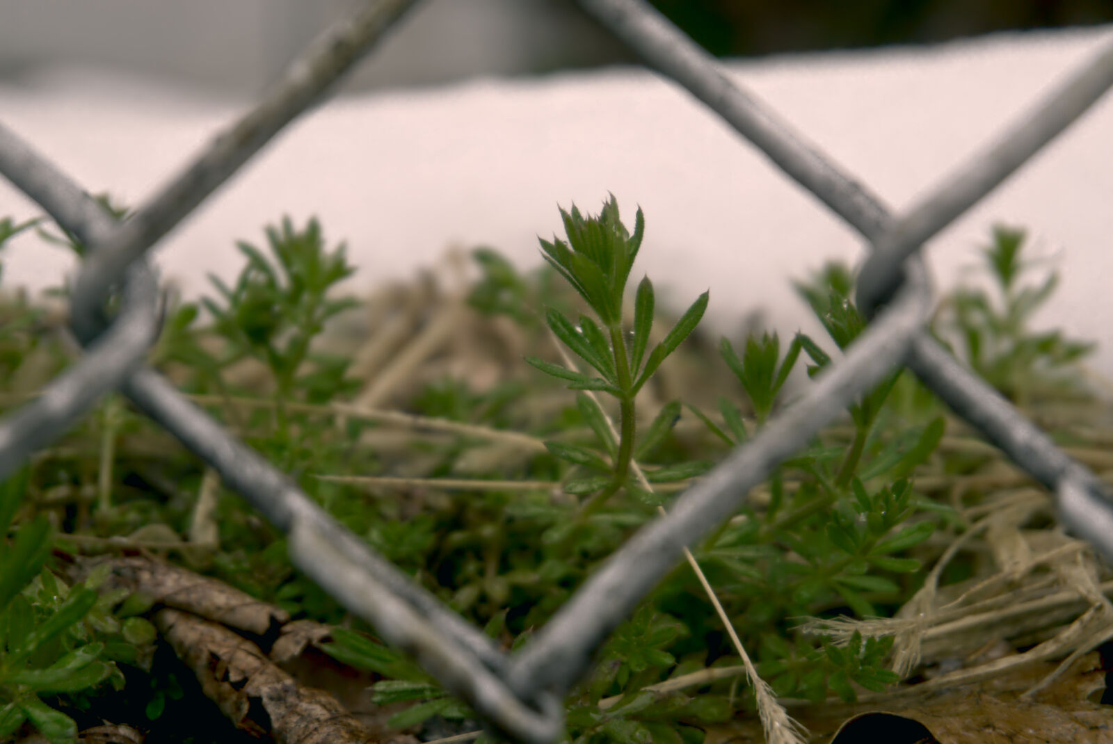 Sony a6000 sample photo. Backyard, beauty, close, up photography