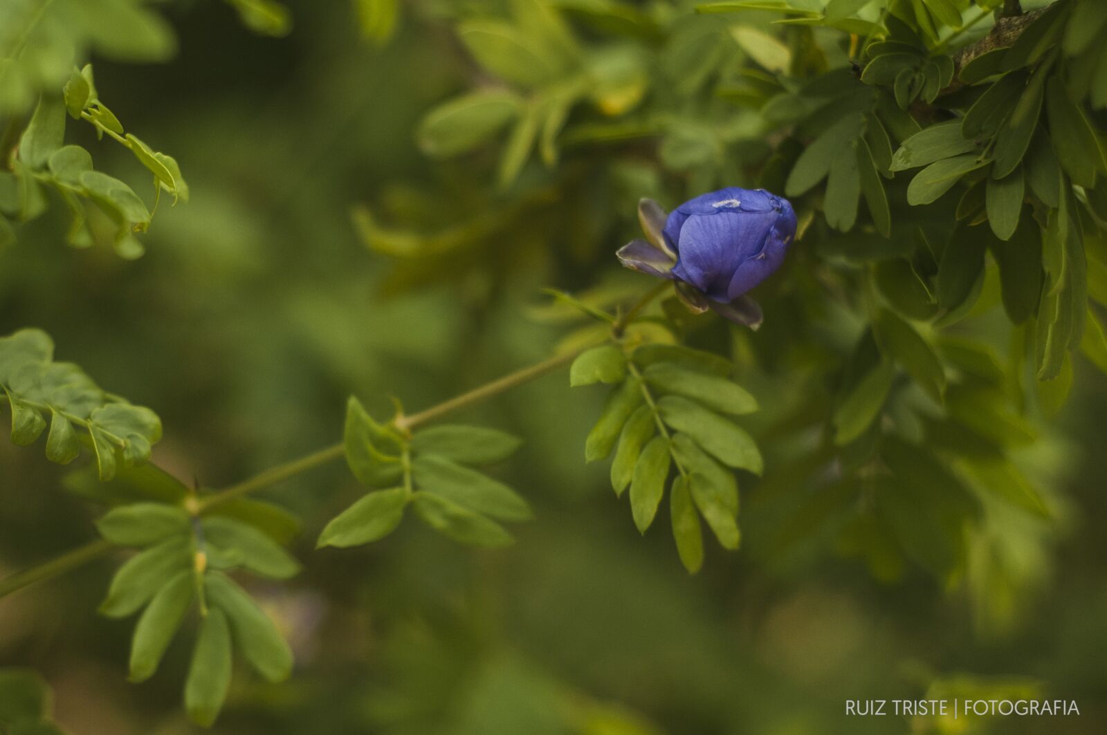 Nikon D300 sample photo. Flower, blue flower, blue photography