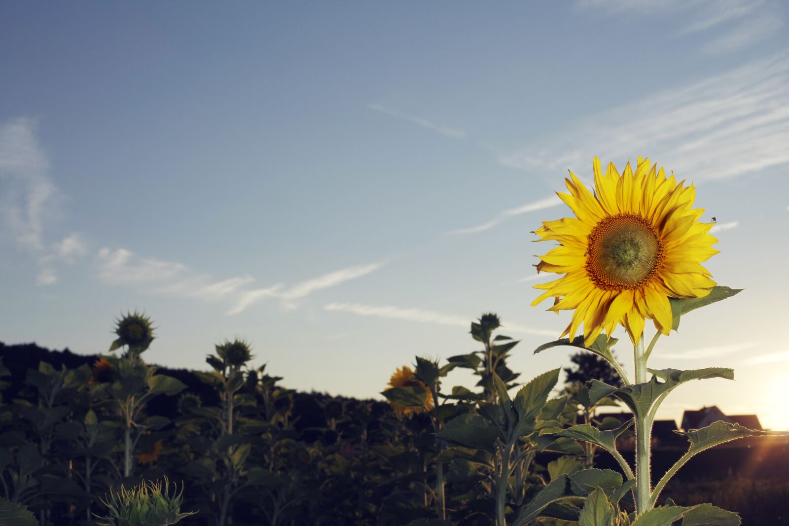Canon EOS-1Ds Mark III sample photo. Sunflower, sunflower field, summer photography