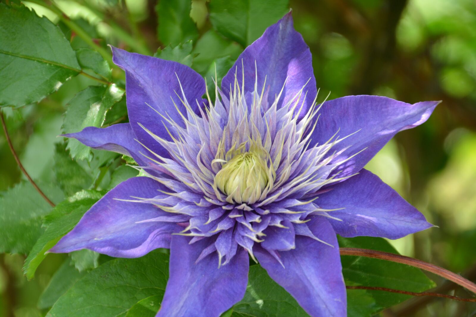 Nikon D5200 sample photo. Flower, nature, purple flowers photography