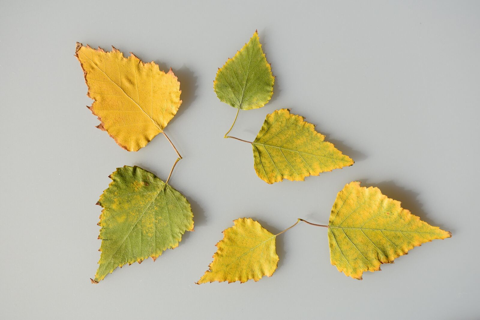 Nikon D3400 sample photo. Sheet, leaves, yellow photography