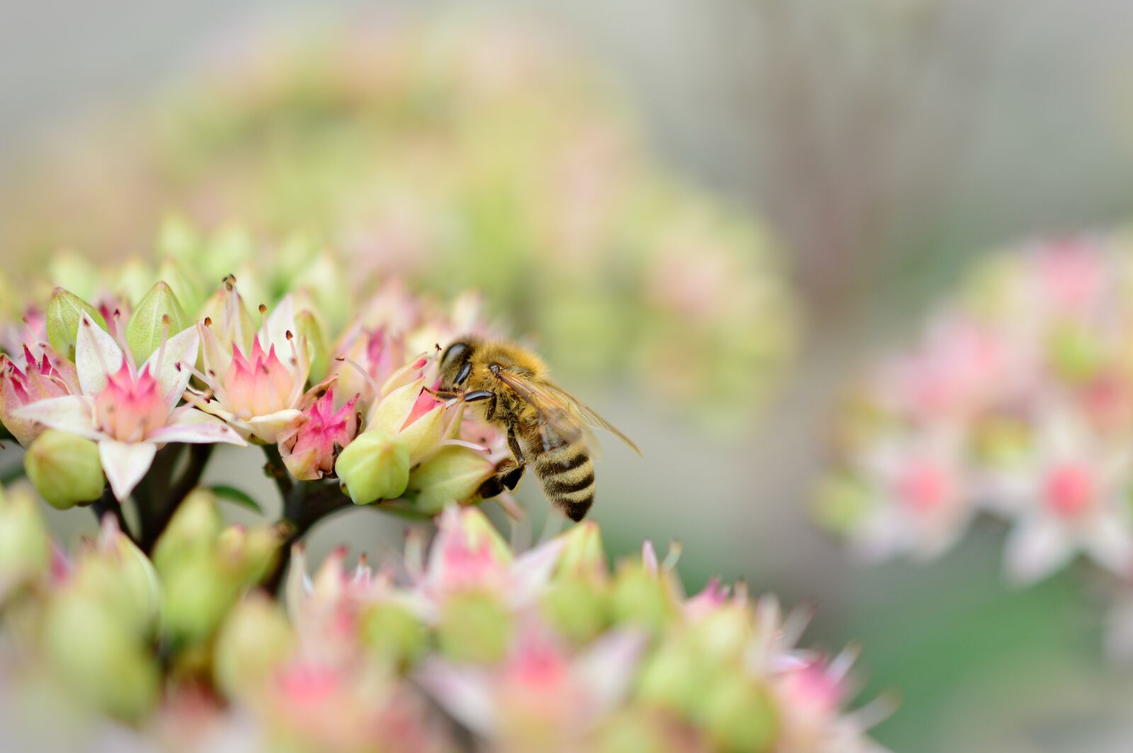 Nikon D5200 sample photo. Stonecrop, sedum, thick sheet photography