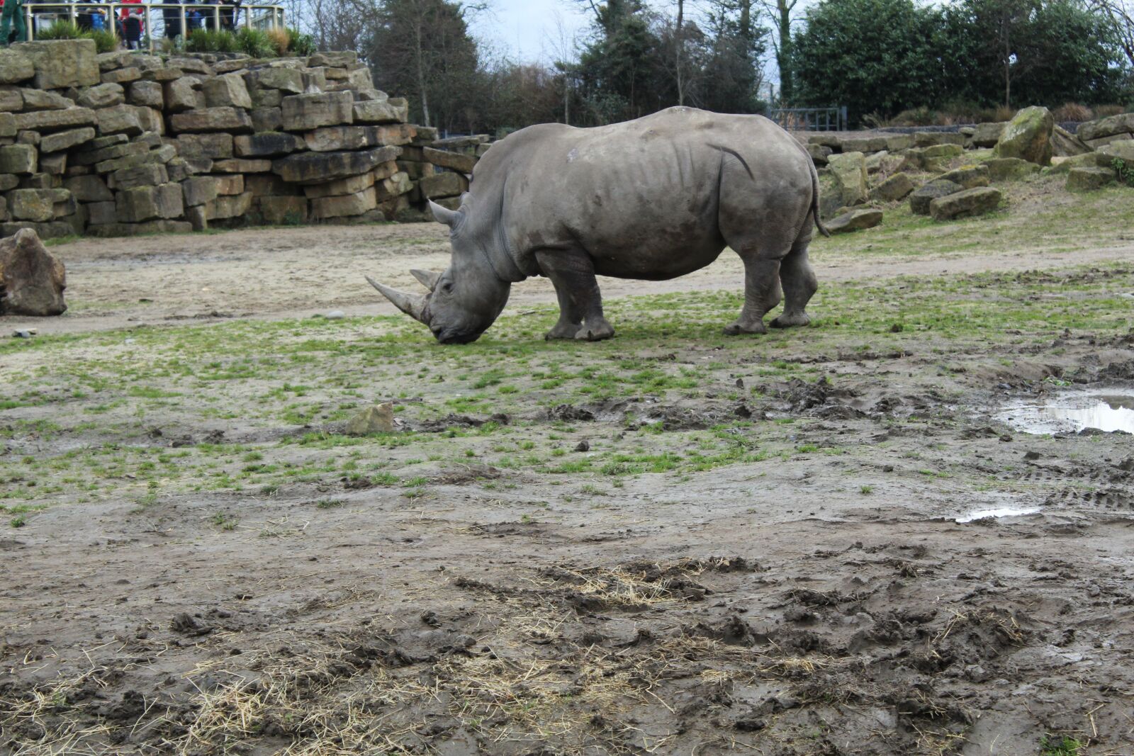 Canon EOS 4000D (EOS Rebel T100 / EOS 3000D) sample photo. Rhinoceros, mammal, safari photography