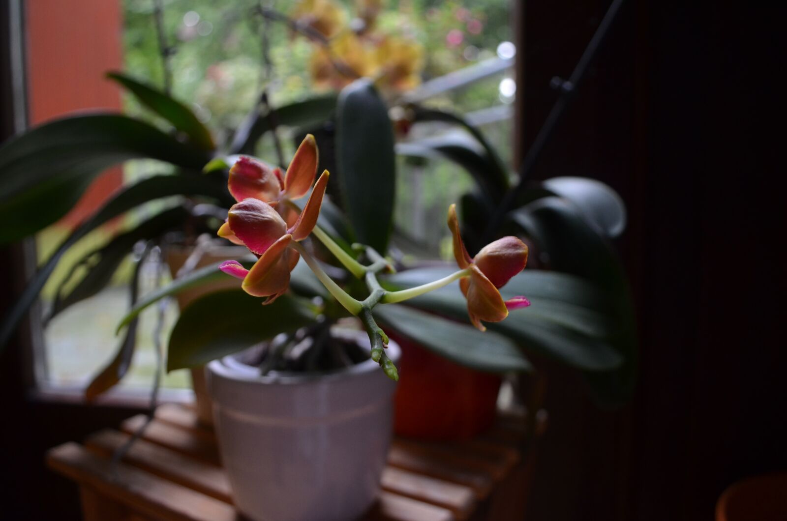 Nikon D5100 sample photo. Orchids, plant, blossom photography