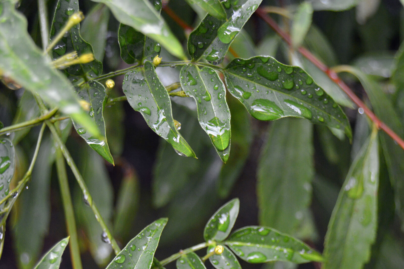 Nikon D3200 sample photo