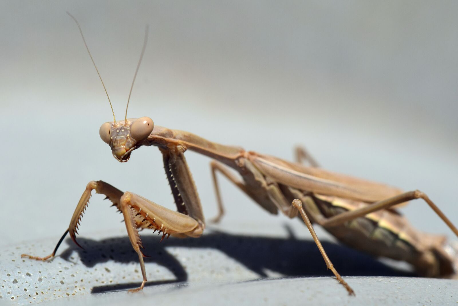 Nikon D3300 sample photo. Praying mantis, insect, nature photography