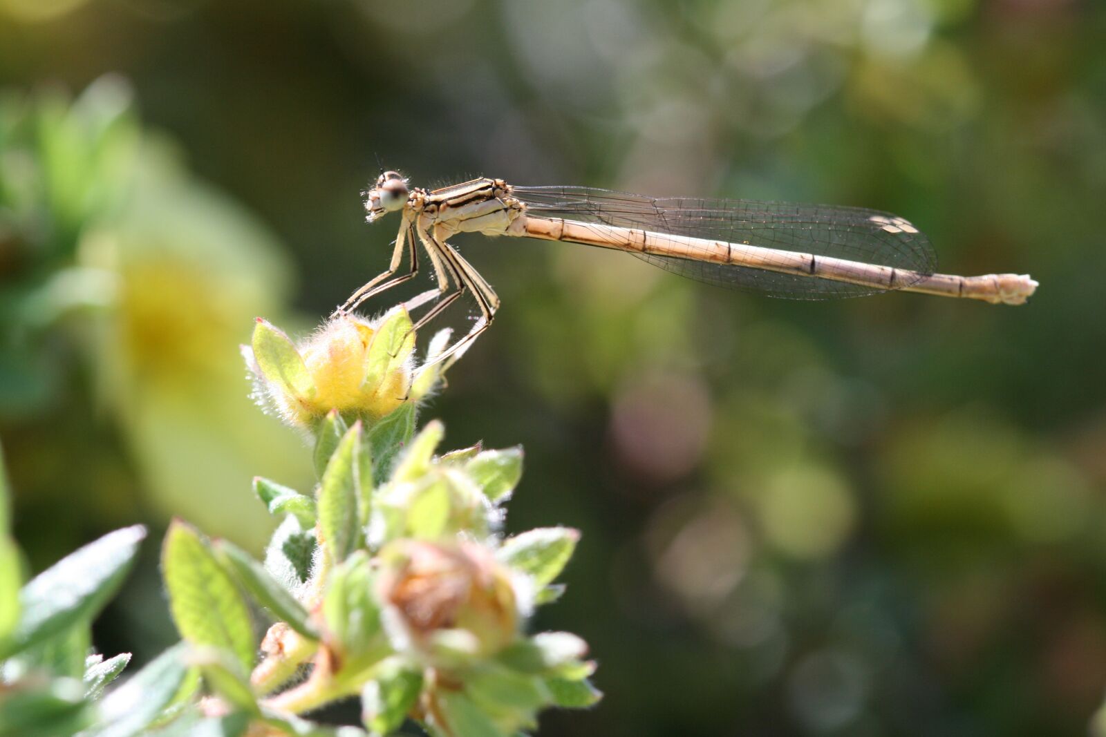 Canon EOS 400D (EOS Digital Rebel XTi / EOS Kiss Digital X) sample photo. Dragonfly, nature, insect photography