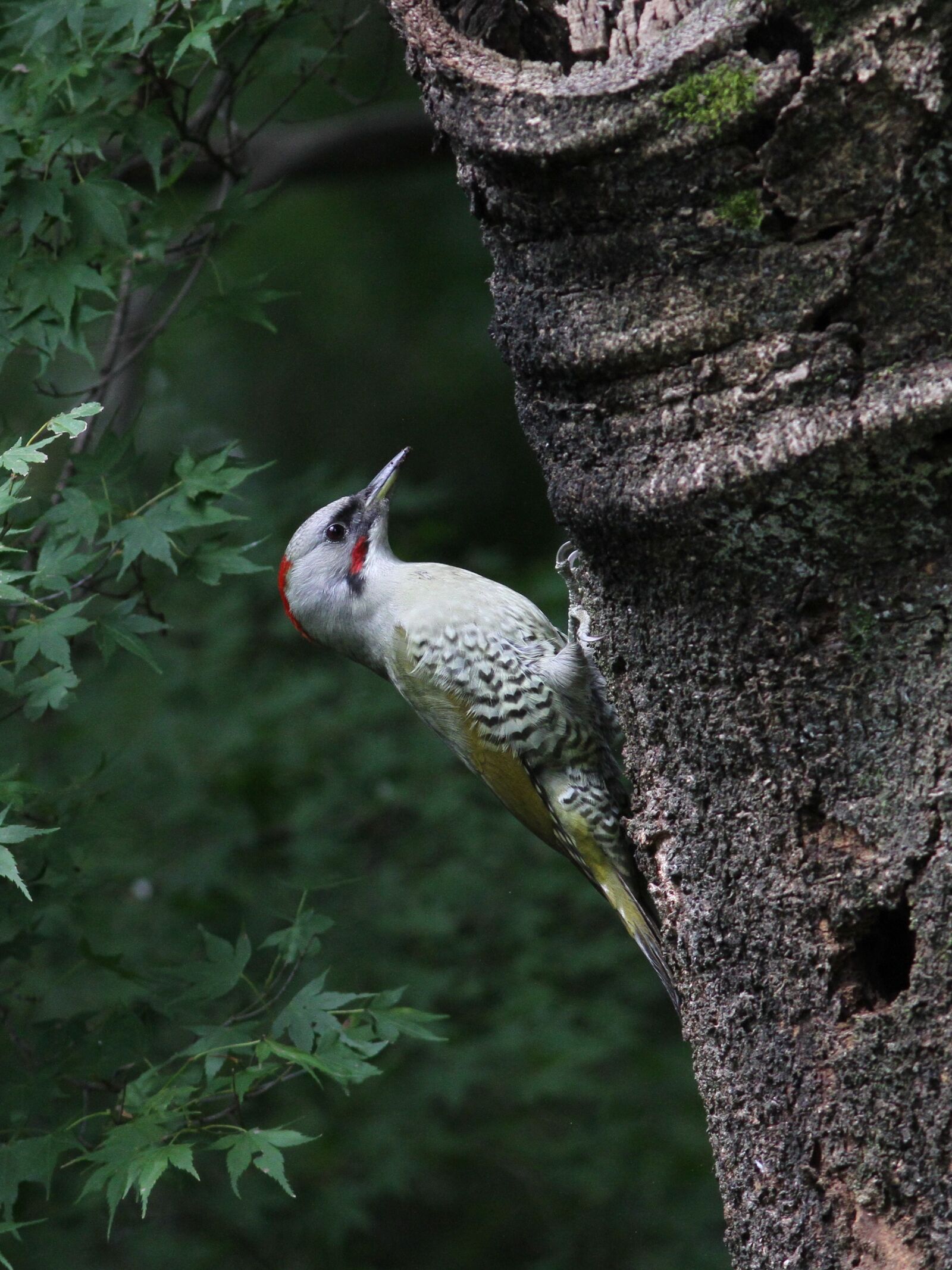 Canon EF 300mm F4L IS USM sample photo. Green woodpecker, red head photography