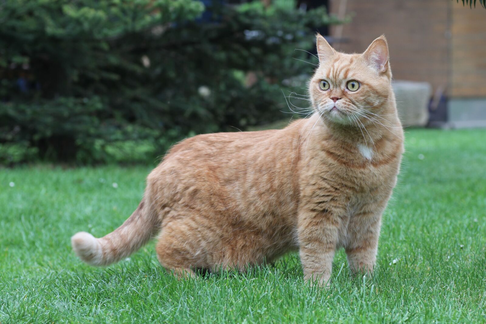 Canon EOS 7D sample photo. Cat, british shorthair, red photography