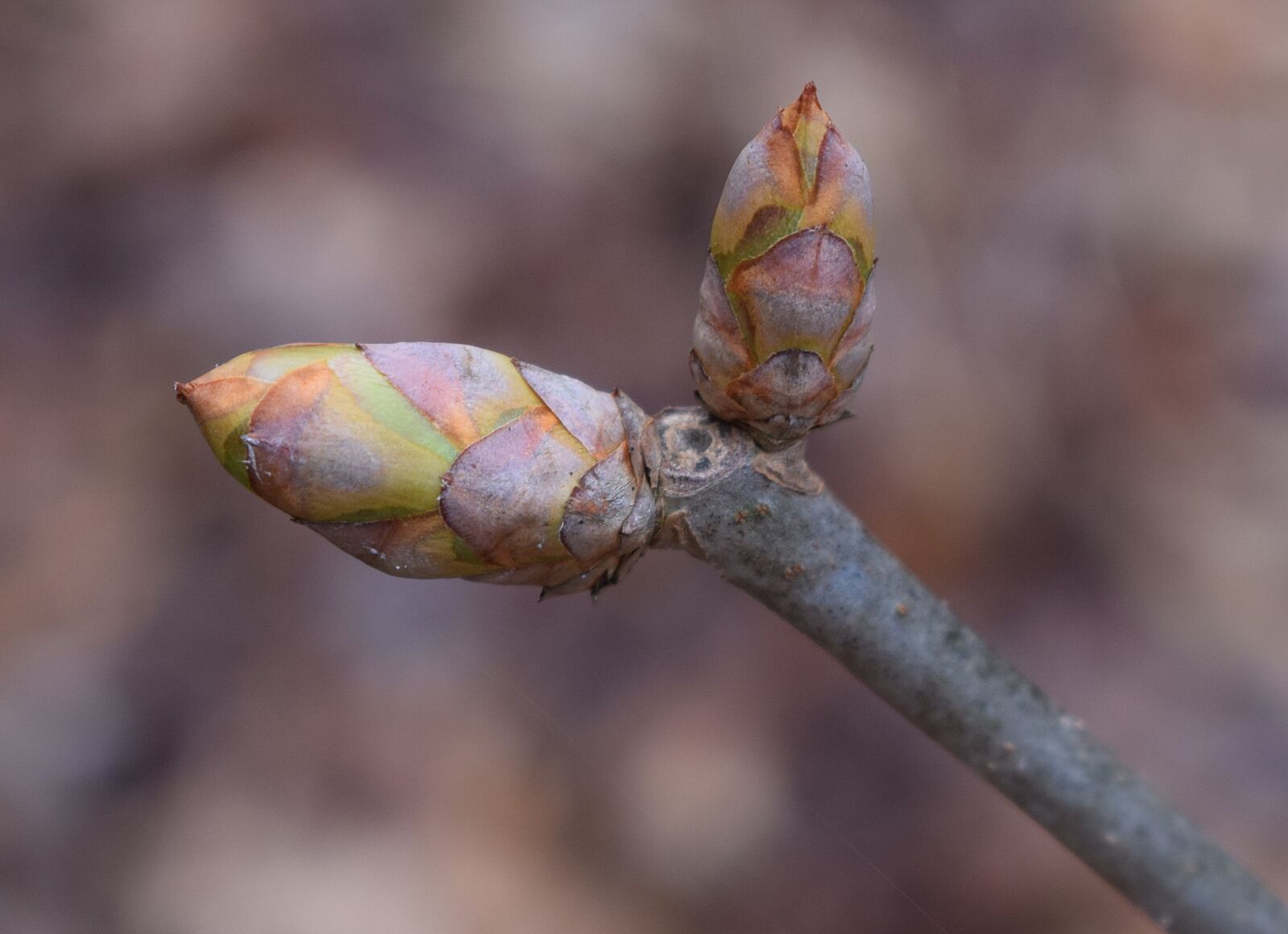 Nikon D3300 sample photo. Japanese chestnut buds, chestnut photography
