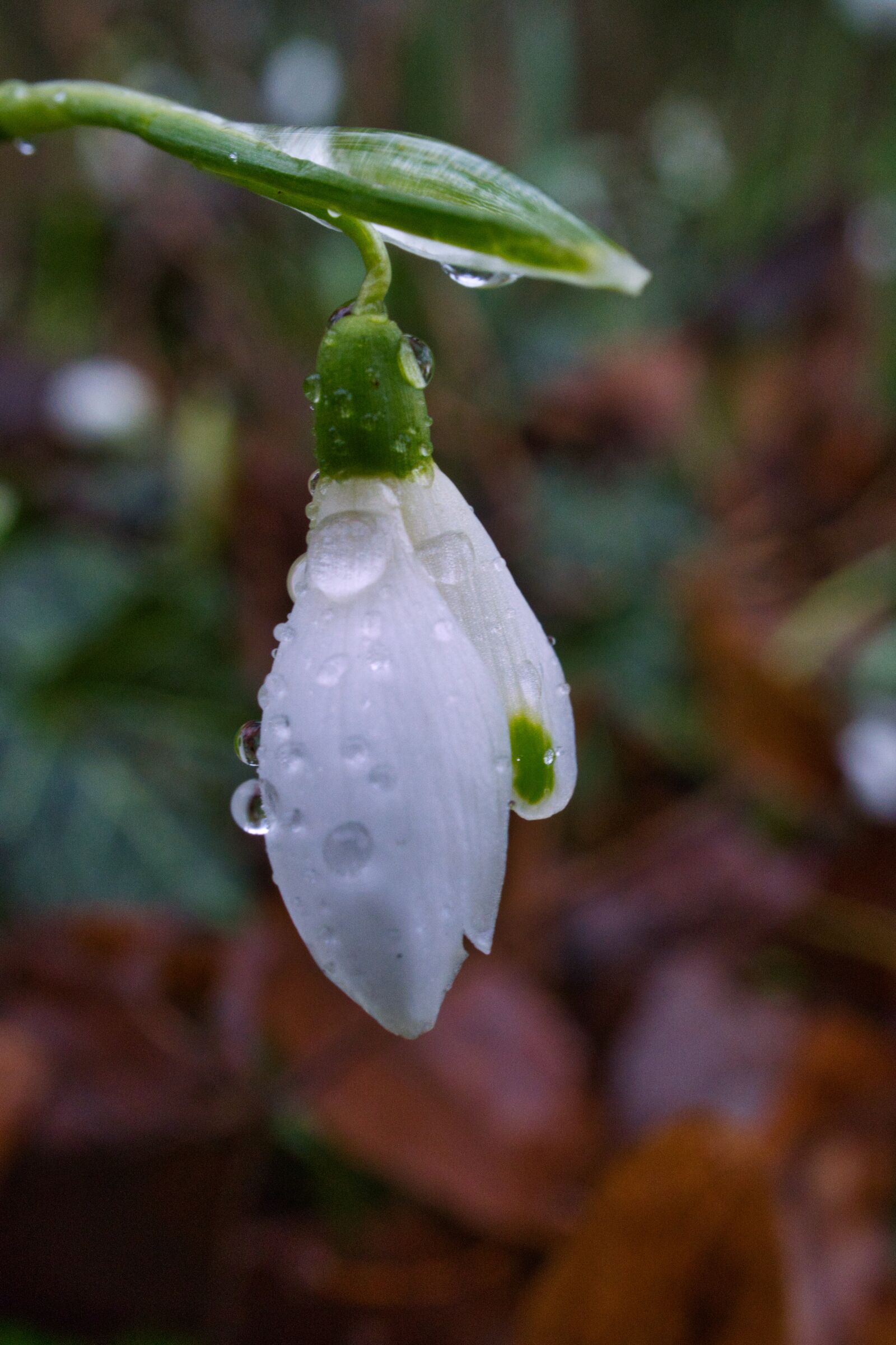Sony E 30mm F3.5 Macro sample photo. Snowdrop, early bloomer, white photography