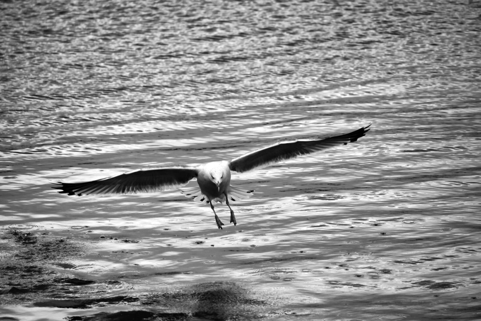 Canon EF-S 55-250mm F4-5.6 IS STM sample photo. Seagull, sea, animal photography