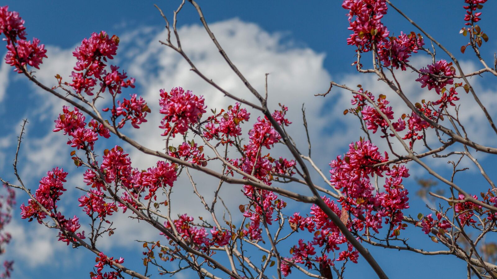 Canon EOS 200D (EOS Rebel SL2 / EOS Kiss X9) sample photo. Sky, spring, nature photography