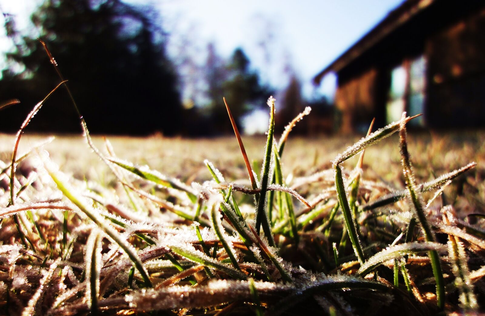 Sony Cyber-shot DSC-WX1 sample photo. Grass, hoarfrost, lawn, sun photography