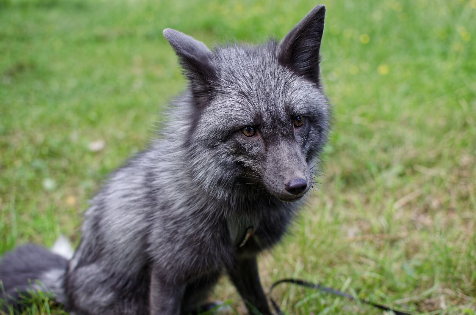 Nikon D5100 sample photo. Fox, animals, fur photography