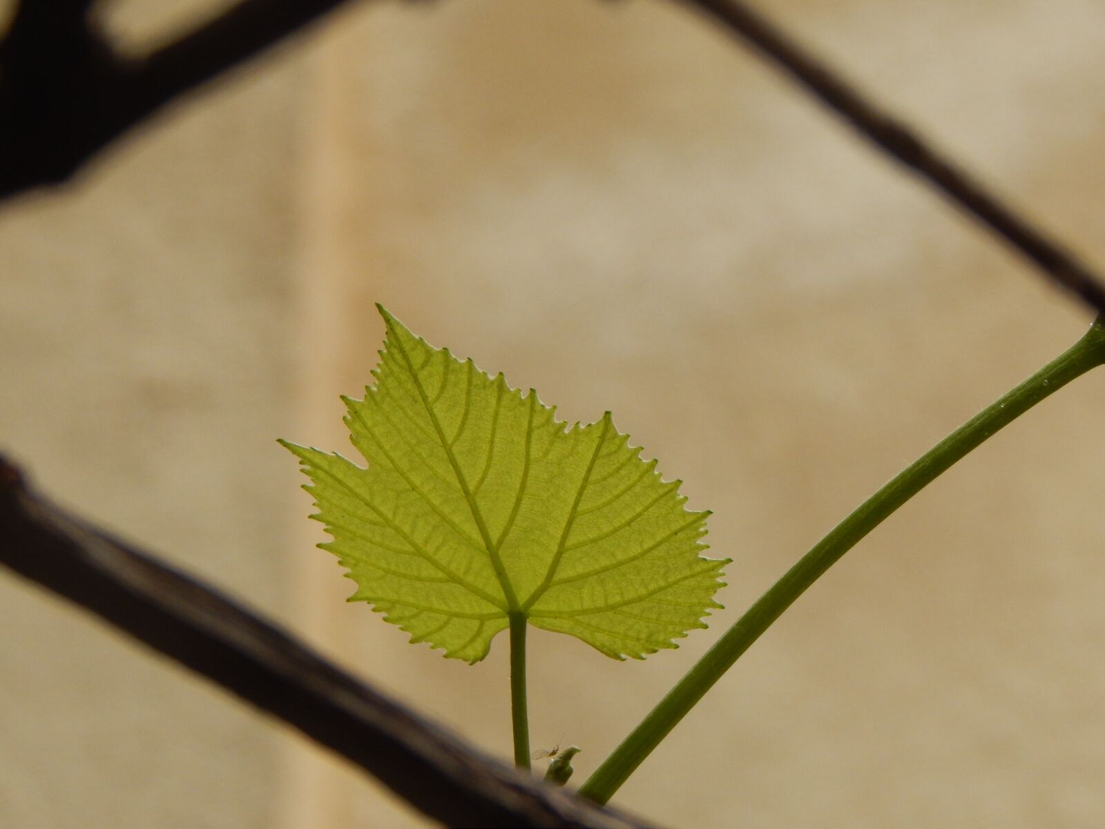 Nikon Coolpix L820 sample photo. Leaf, fig leaf, green photography