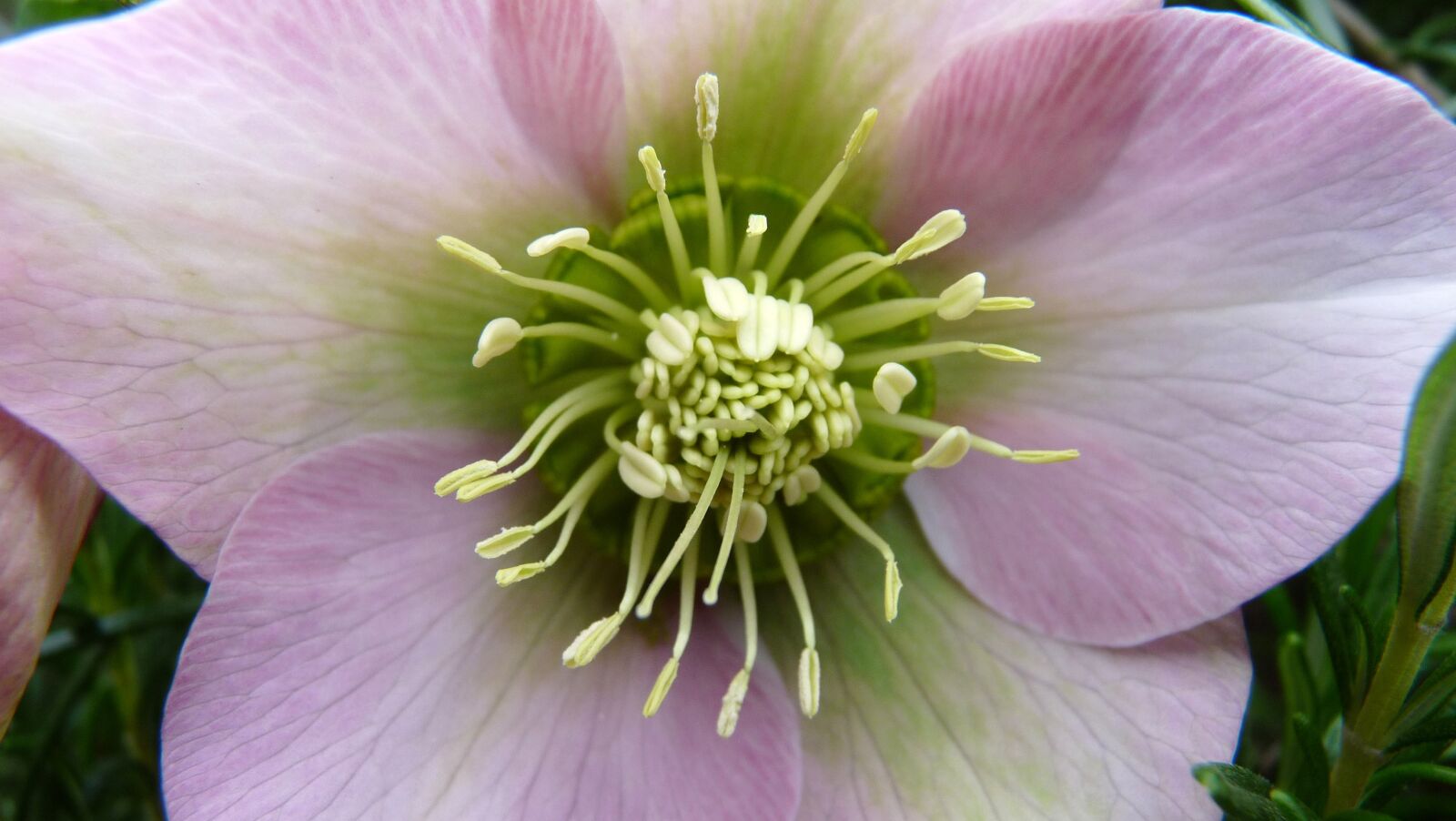 Panasonic Lumix DMC-FZ28 sample photo. Flower, pink, hellebore photography