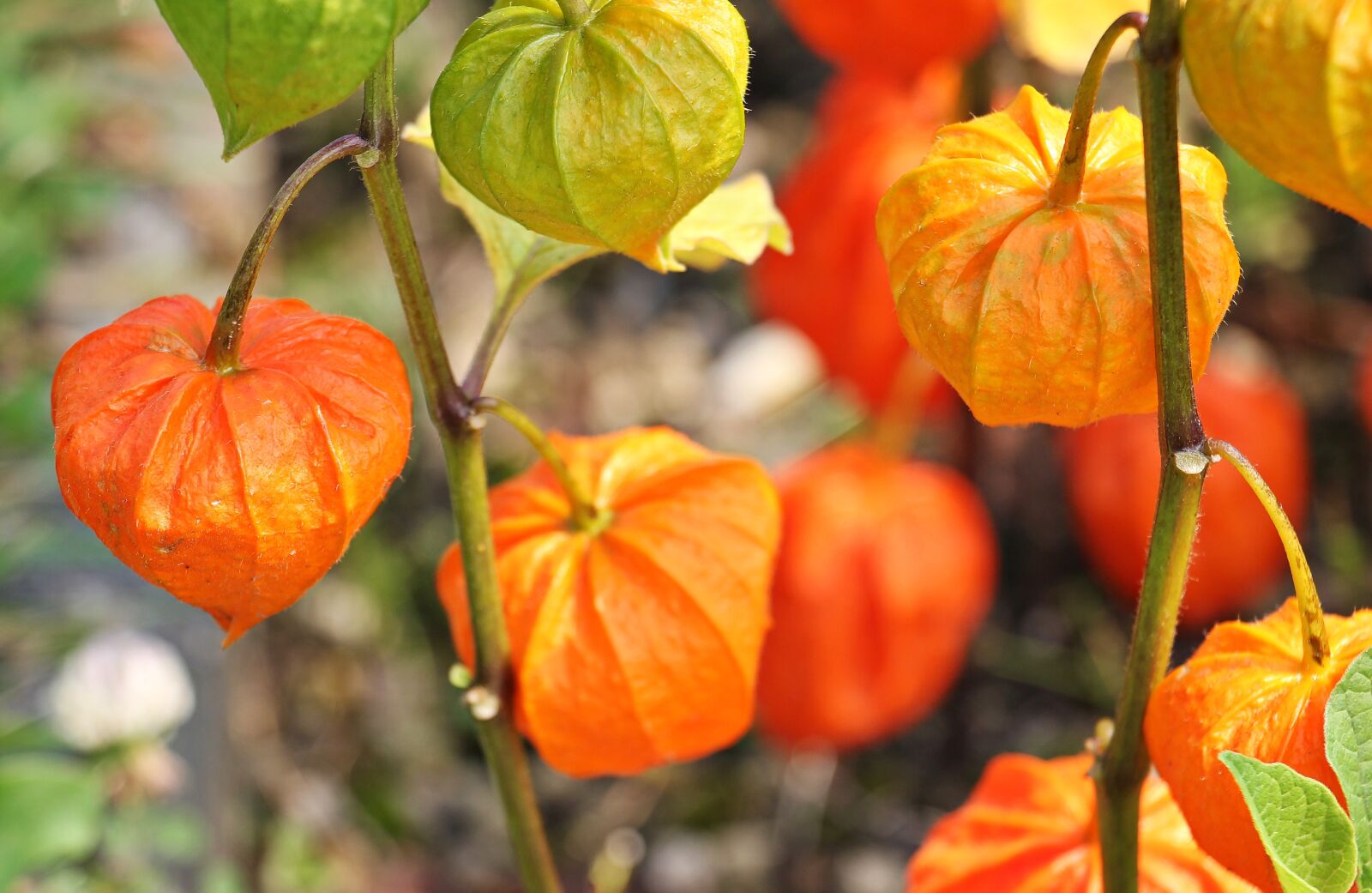 Canon EOS 550D (EOS Rebel T2i / EOS Kiss X4) sample photo. Physalis, bubble cherries, jews photography