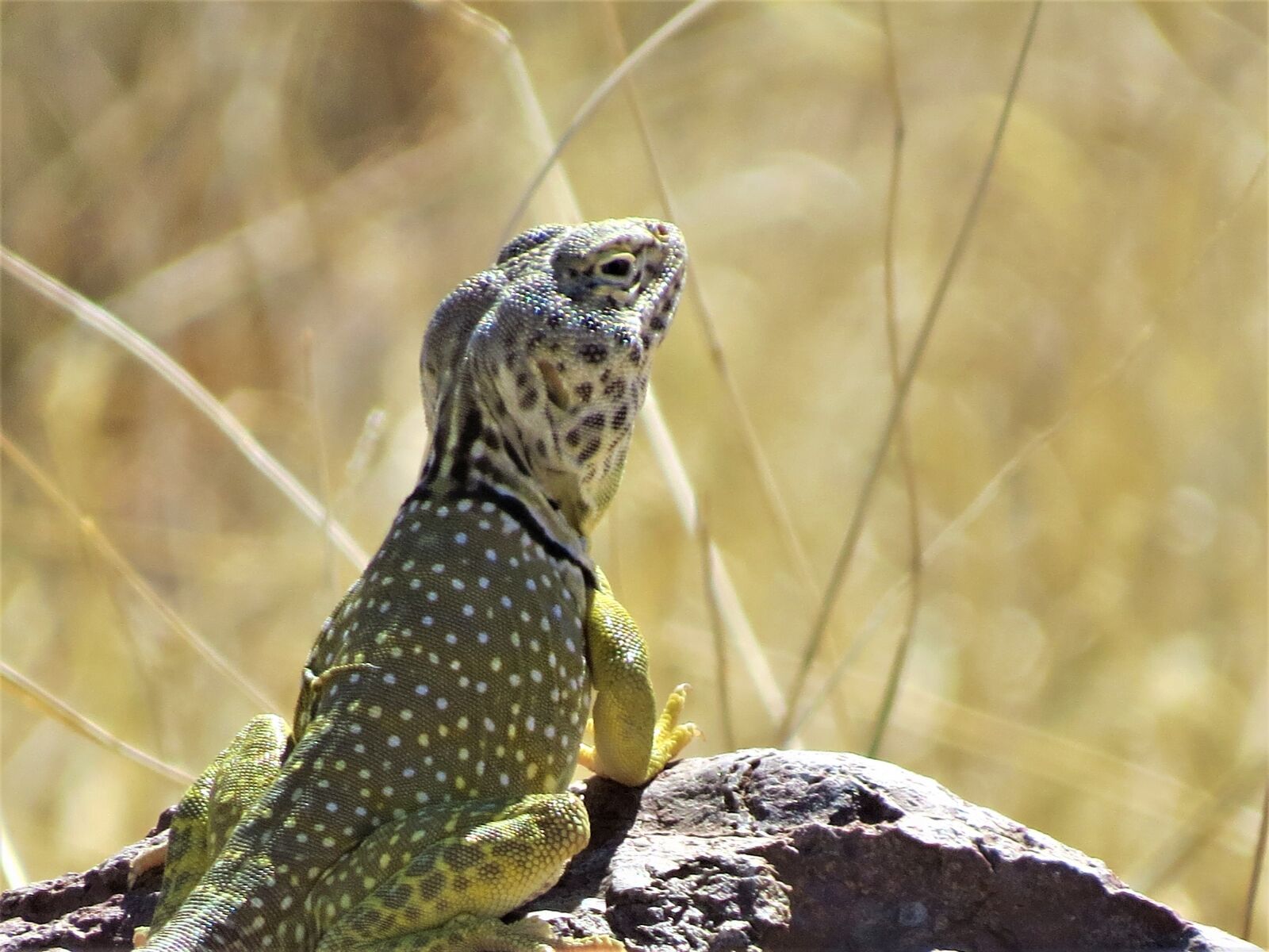 Canon PowerShot SX50 HS sample photo. Reptile, lizard, yellow photography