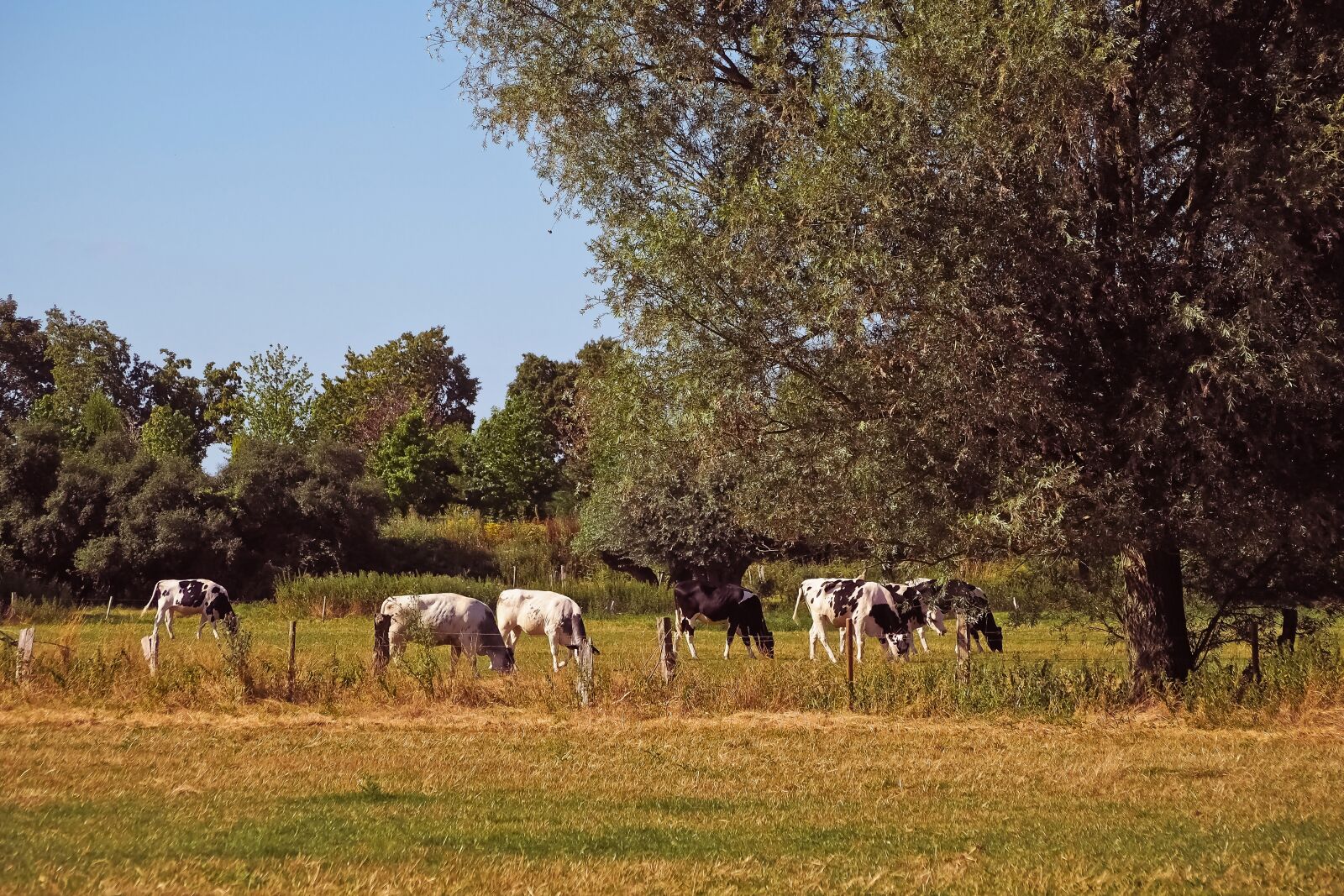 Olympus OM-D E-M10 sample photo. Landscape, cows, cattle photography