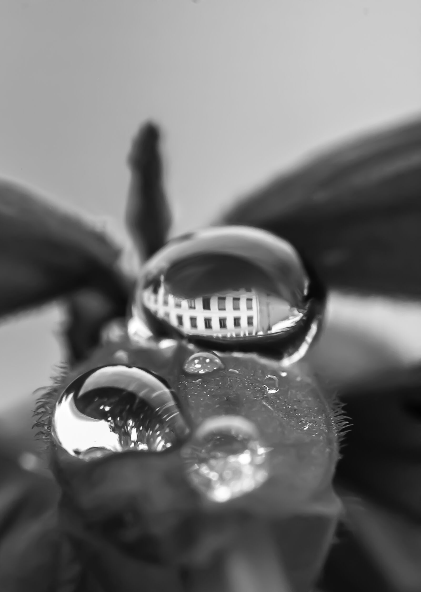 Canon EOS 550D (EOS Rebel T2i / EOS Kiss X4) sample photo. Droplets, water, macro photography