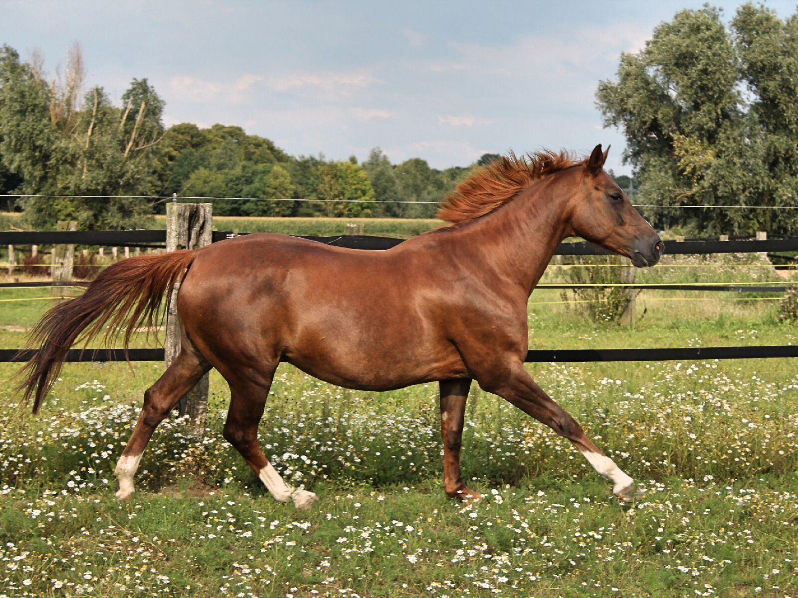 Canon EOS 1100D (EOS Rebel T3 / EOS Kiss X50) sample photo. Horse, gallop, reiterlos photography