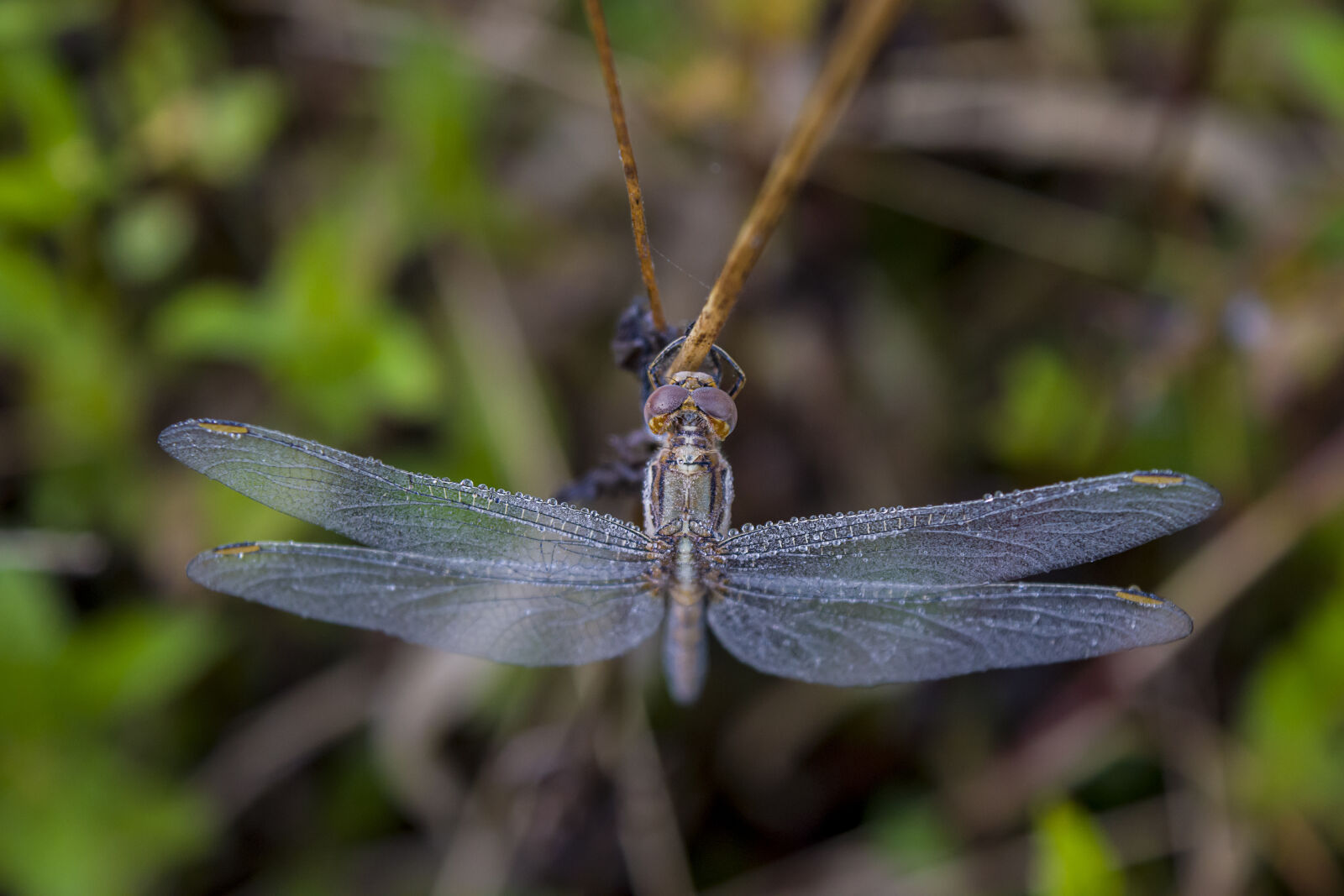 Nikon D3300 sample photo. African, frozen, insects, nature photography
