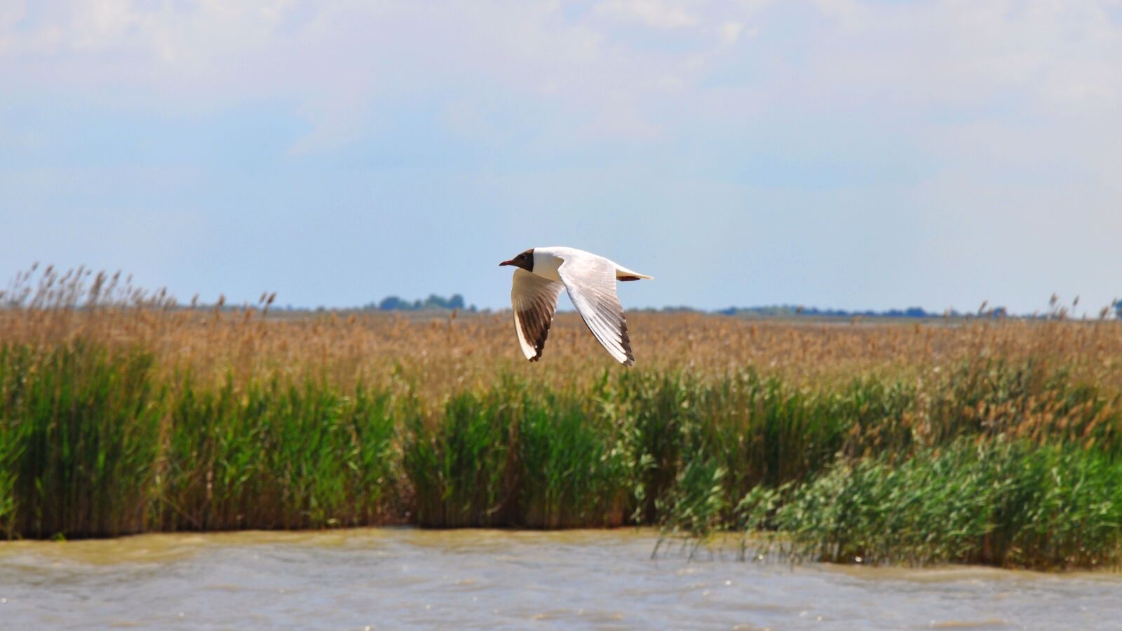 Nikon D90 sample photo. Birds, seagull, nature photography