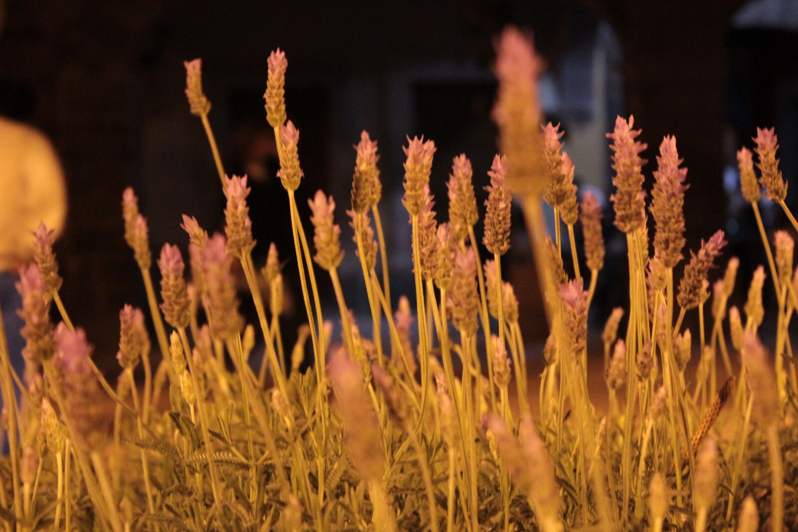 Canon EOS 600D (Rebel EOS T3i / EOS Kiss X5) sample photo. Hdr, plant photography