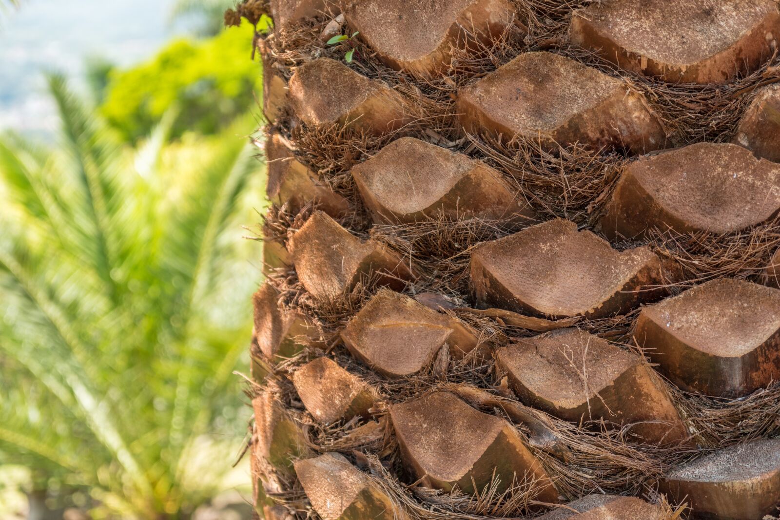 Nikon D5500 sample photo. Palm, tribe, plant photography