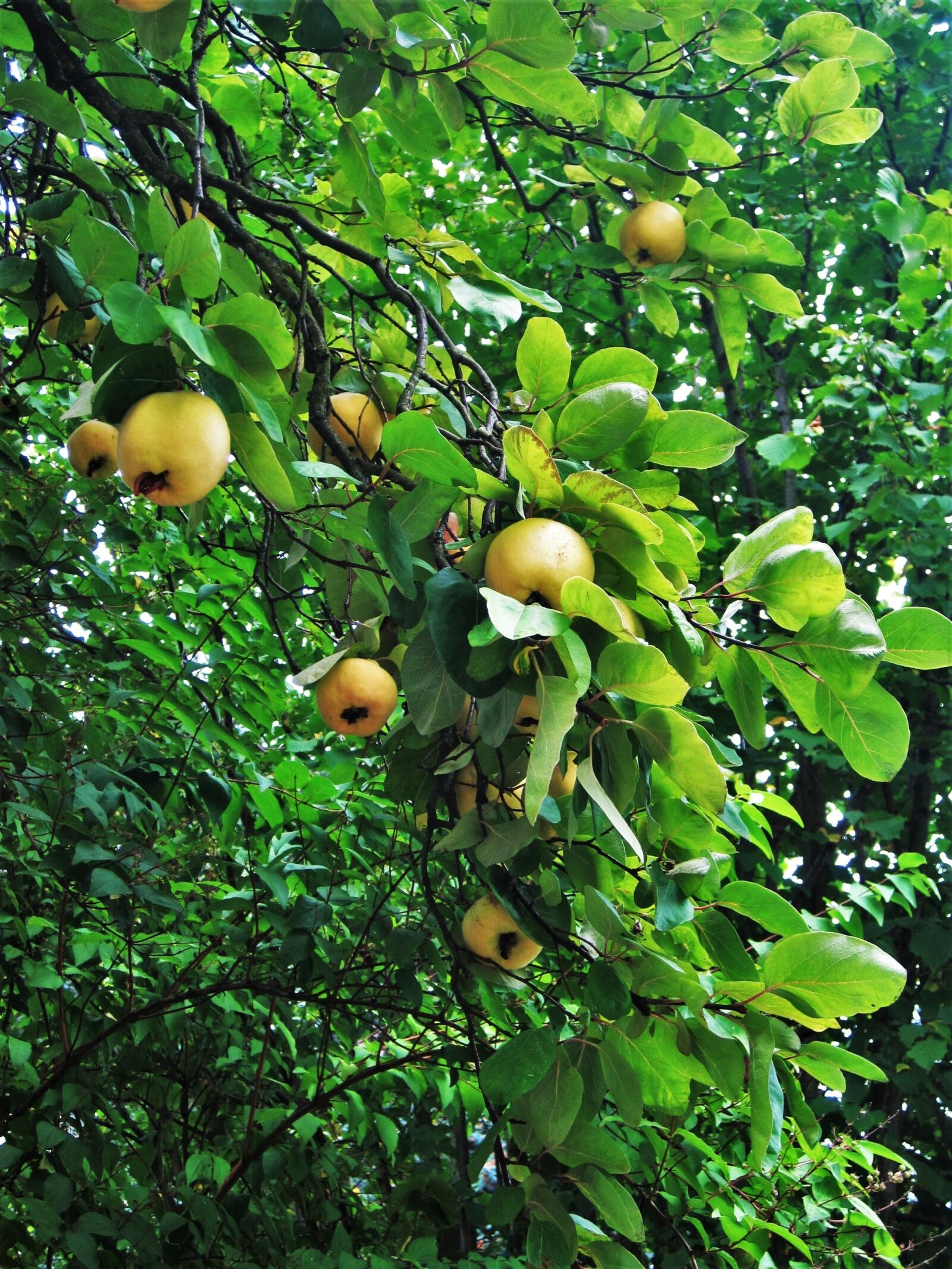 Canon PowerShot SD1200 IS (Digital IXUS 95 IS / IXY Digital 110 IS) sample photo. Quittenbaum, fruit, season photography