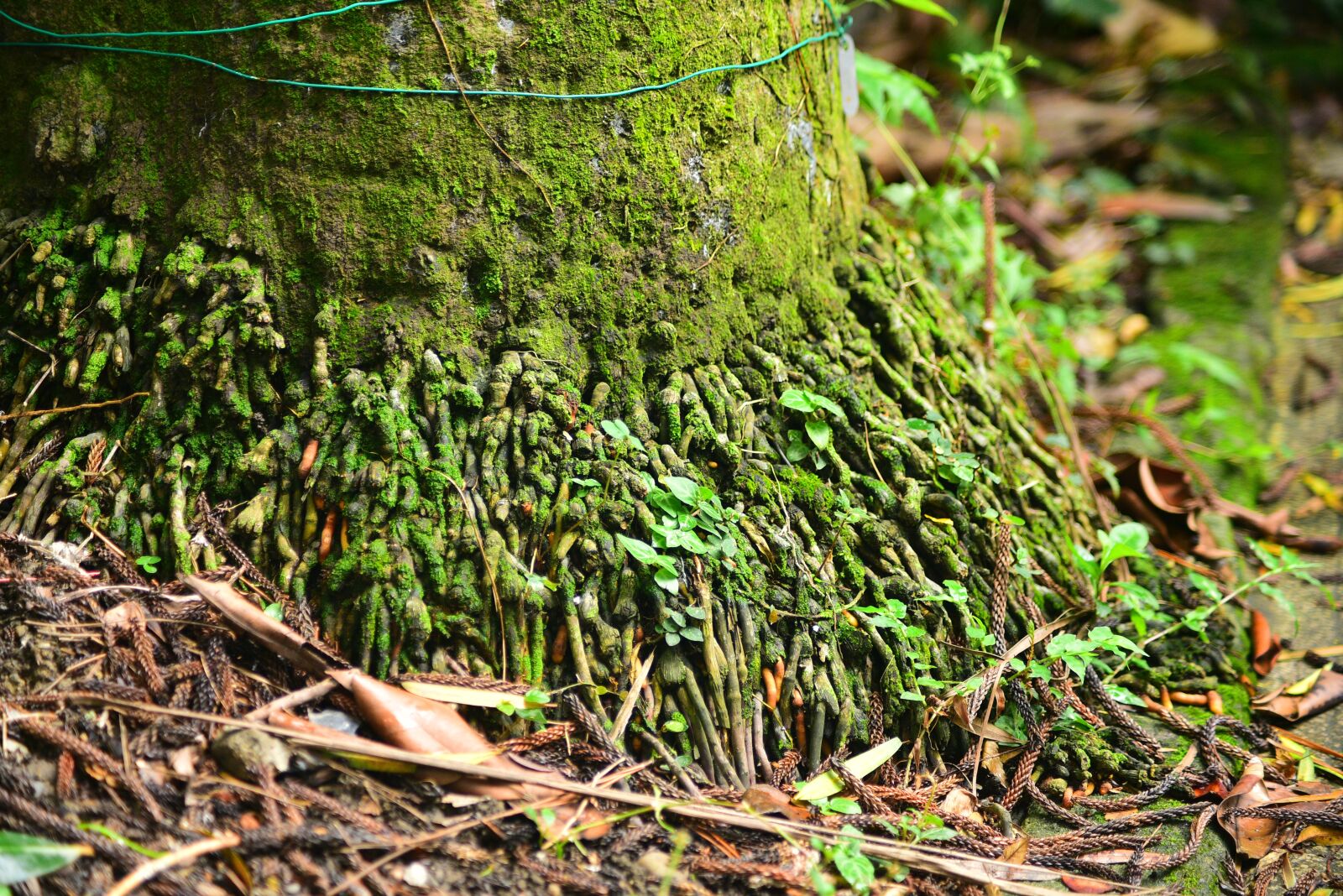 Nikon D750 sample photo. Tree, pine tree, woods photography