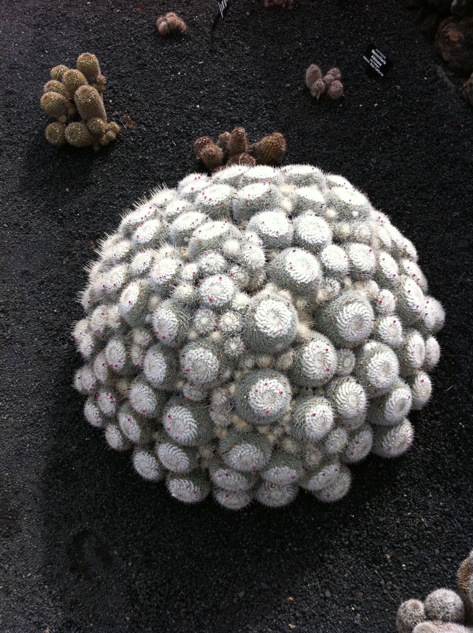 Apple iPhone sample photo. Cactus, fuerteventura, manrique cactus photography
